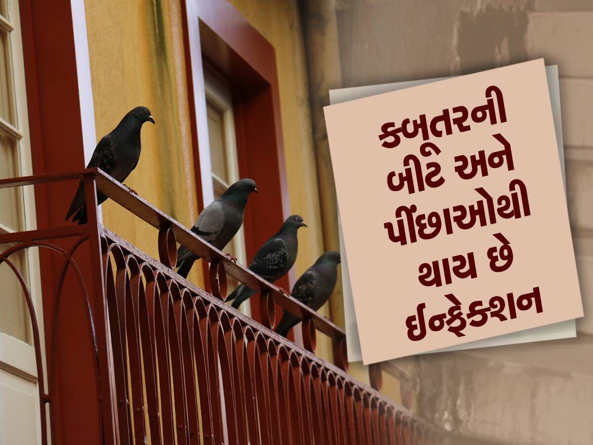 કબૂતરોએ બાલ્કનીમાં મચાવી રાખી છે ગંધ : આ ઉપાયો કરો આવતા બંધ થશે, આ રીતે કરો સાફ