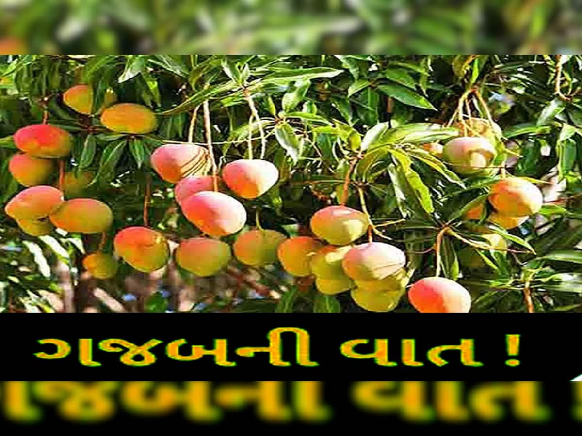 ખેડૂતે એક જ આંબા પર 14 જાતની કેરી પકવી, દિવાળી સુધી કેરીઓ આપે છે આ આંબો