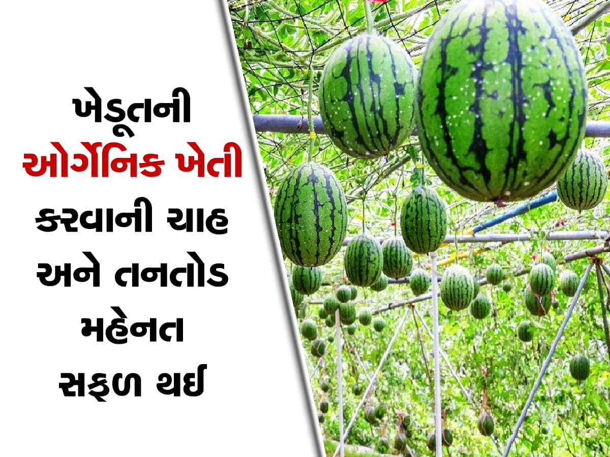 gujarat farmer grows water melon with organic farming gets in lakhs