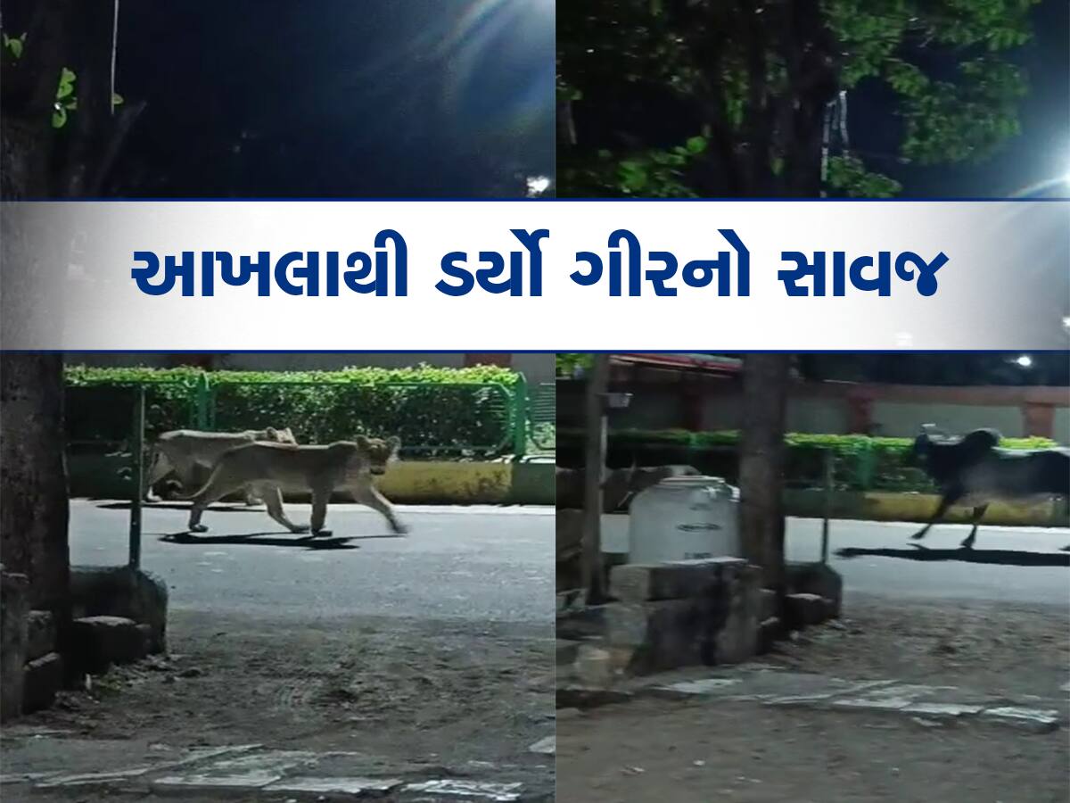 કળીયુગ ઘોડી ચડી આવ્યો : જંગલનો રાજા આખલાથી ડરવા લાગ્યો, Video છે તેનો પુરાવો  