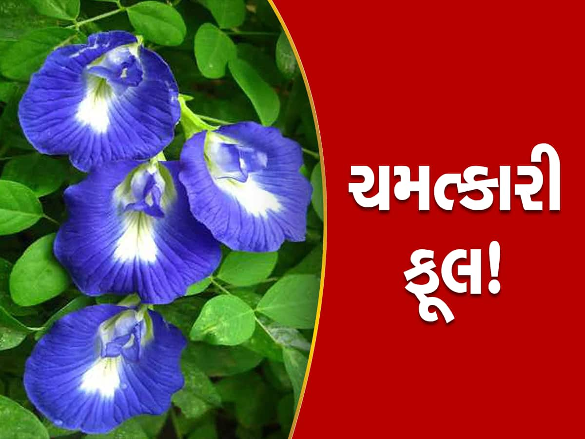 સોમવારે અજમાવો આ ફૂલના ટોટકા, નોટોથી ભરાઈ જશે તિજોરી; દુર થશે આર્થિક સંકટ!