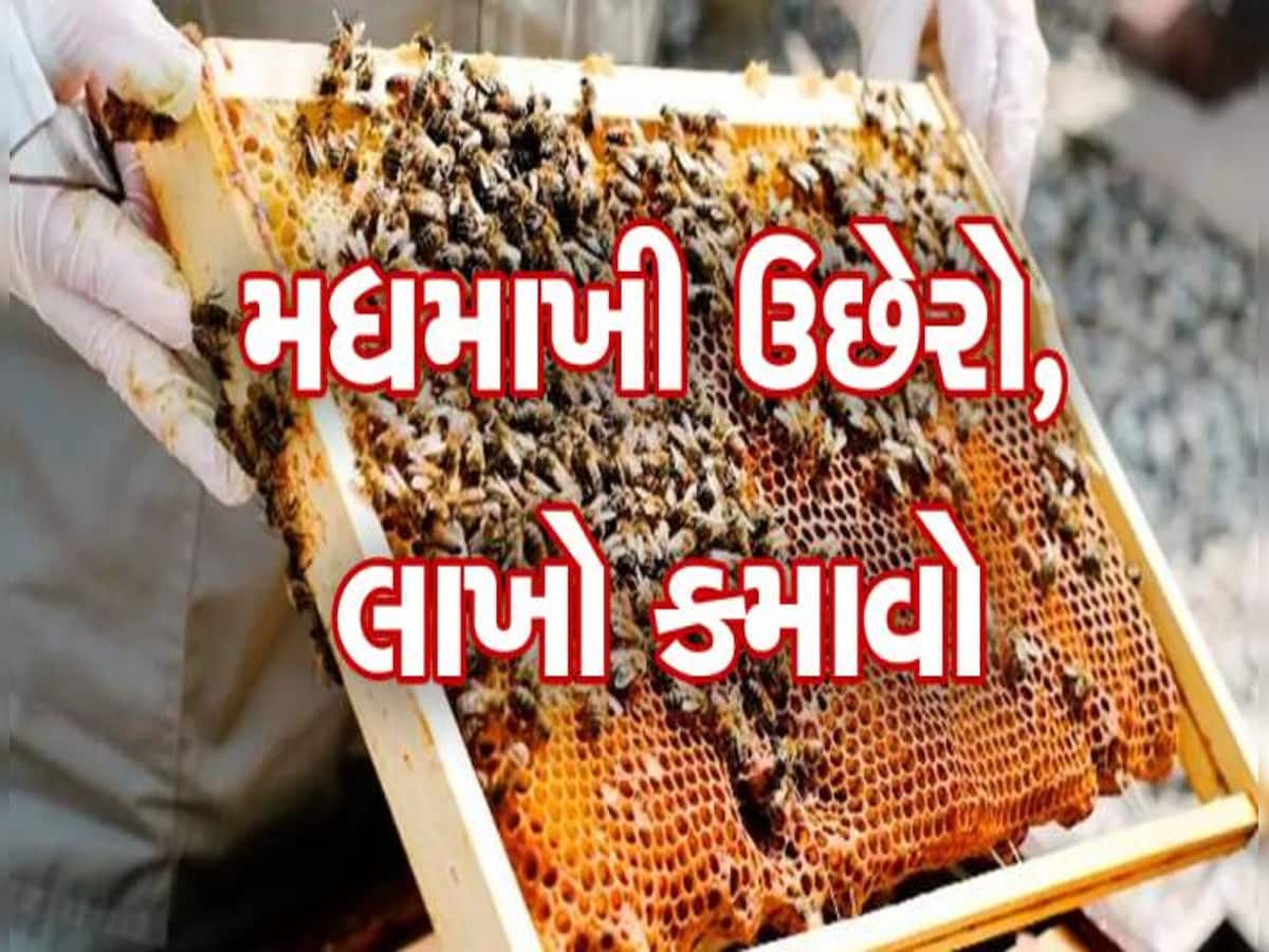 Business Idea: મધમાખી ઉછેરથી કરો મોટી કમાણી, સરકાર આપી રહી છે 75% સુધીની સબસિડી