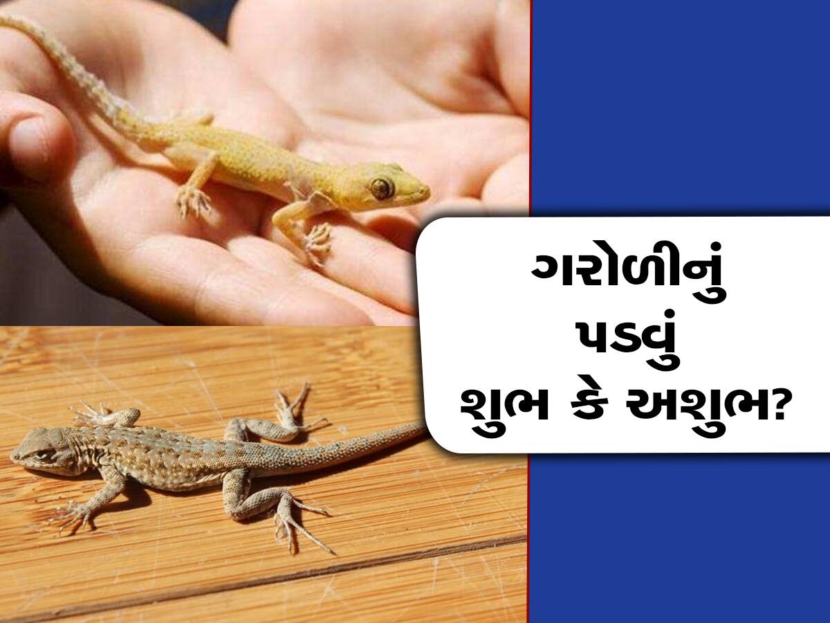 Lizard Falls: ગરોળી શરીરના આ ભાગ પર પડે ત્યારે મળે છે સત્તા, જાણી લો કયા હિસ્સા પર પડવાથી મળે છે લાભ