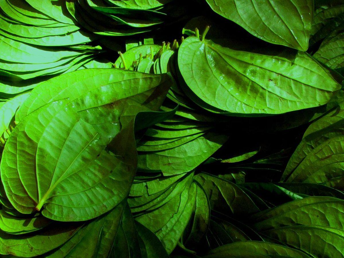 Betel Leaves Benefits: ડાયાબિટીસથી લઈને તણાવ ઘટાડવા સુધી, જાણો પાનના 5 આશ્ચર્યજનક ફાયદા