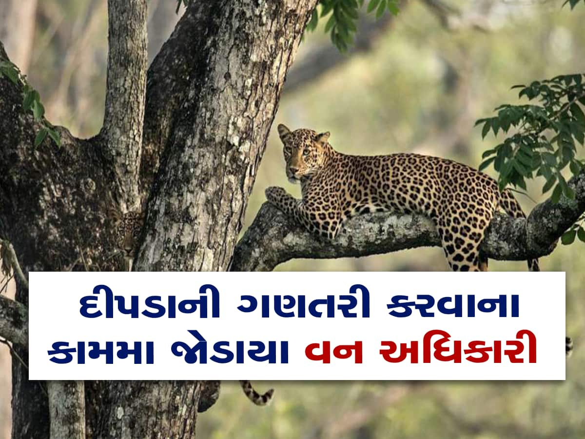 ગુજરાતમાં જ્યાં સૌથી વધુ દીપડા છે ત્યાં વન વિભાગનું ગણતરીનું છે ખાસ પ્લાનિંગ 