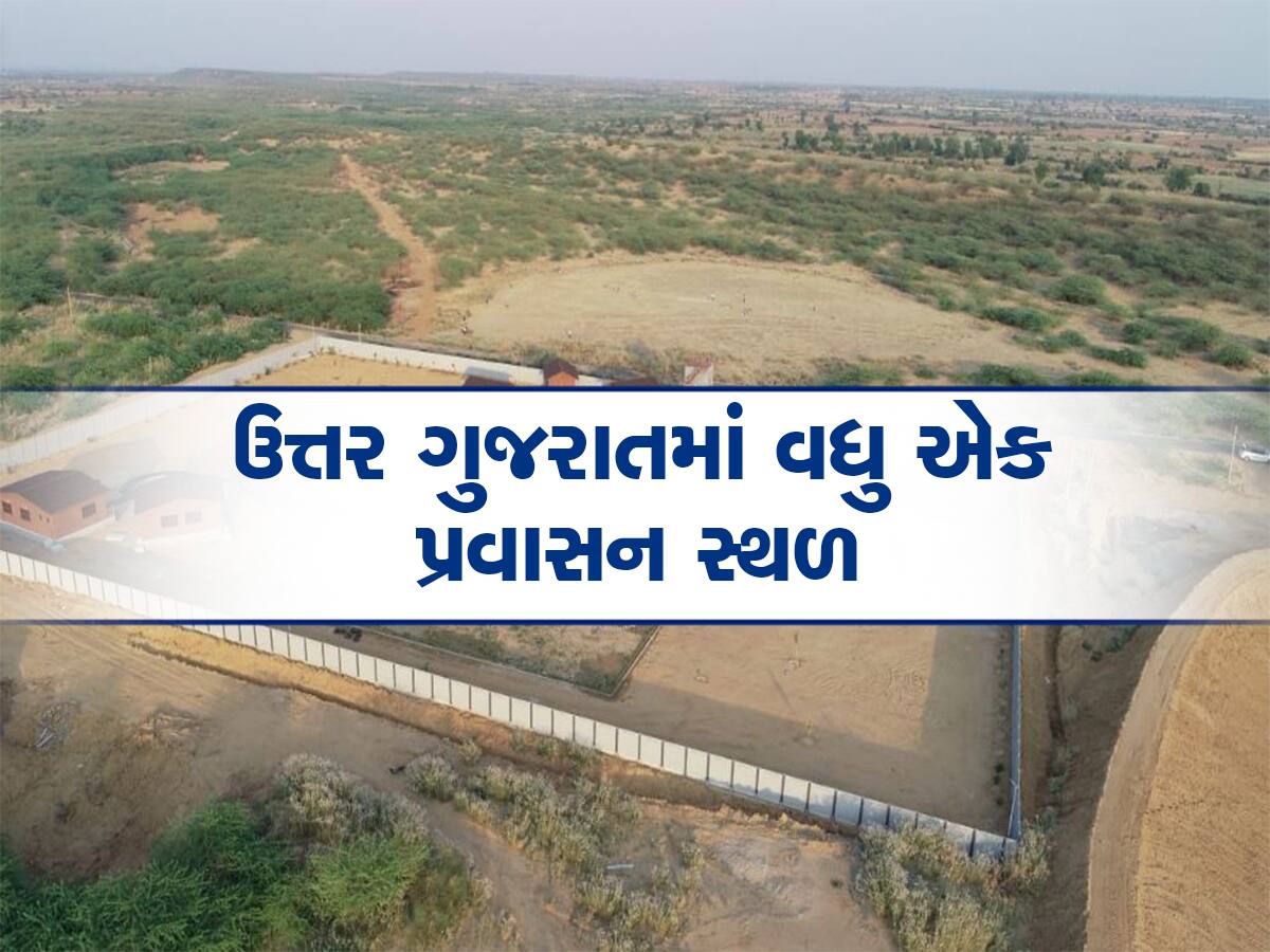 ગુજરાતના પ્રવાસન ક્ષેત્રે ઉમેરાયું એક નવું છોગુ, ઉ. ગુજરાતમાં નેડાબેડની જેમ હવે પાટણમાં આકાર પામ્યું રણ સફારી