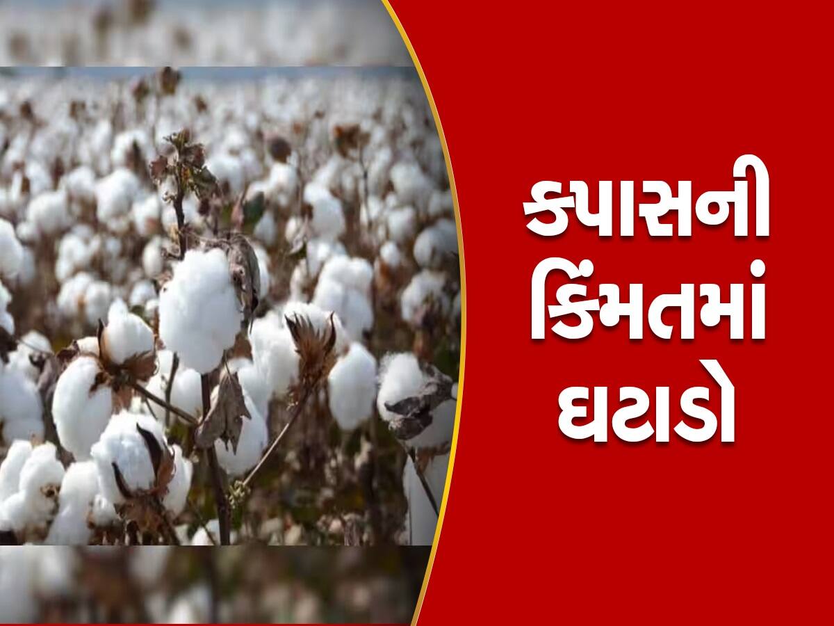 Cotton Price: સફેદ સોનાના ભાવમાં 50 ટકાનો ઘટાડો, ખેડૂતો હોળી કરશે