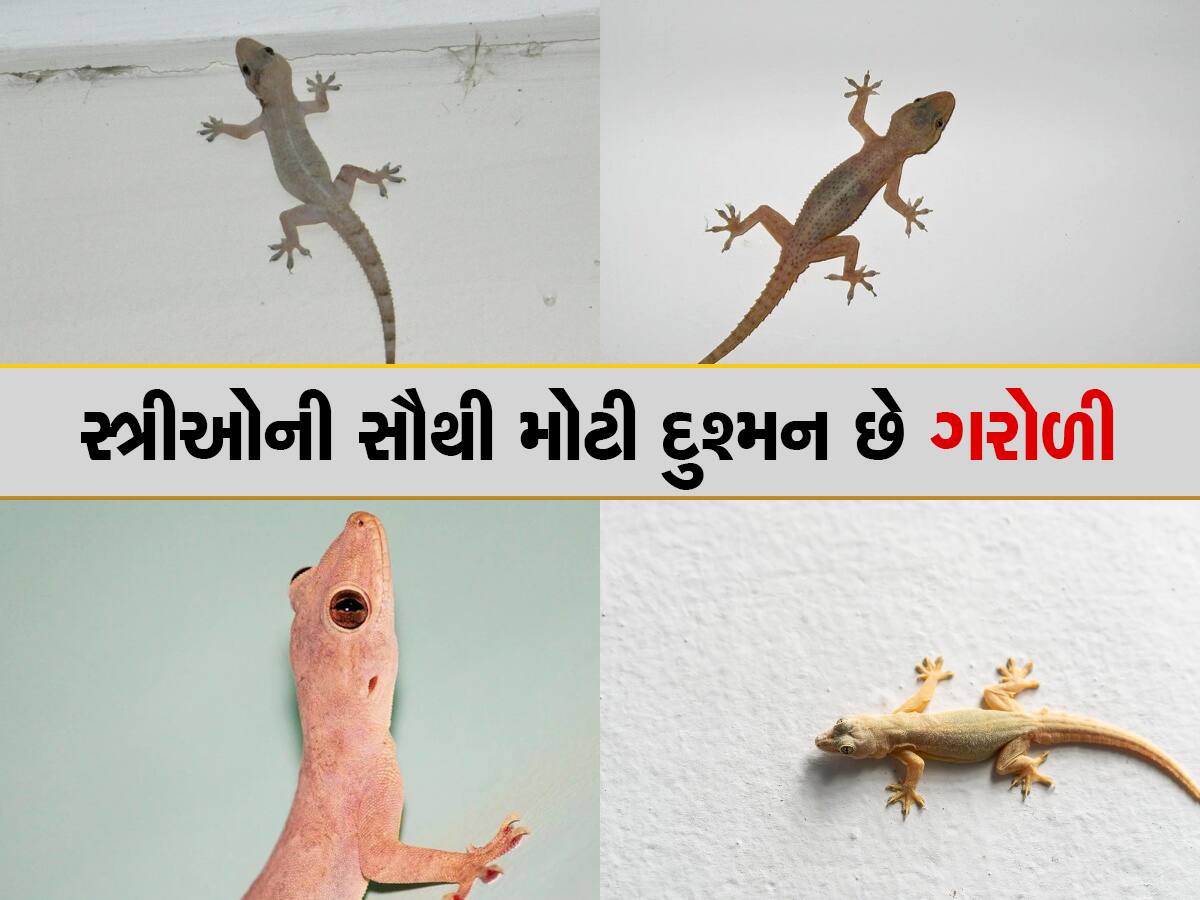 Knowledge: ગરોળીને અટકી અટકીને દોડતી જોઇને ડરવા લાગે છે લોકો, જાણો કેમ કરે છે આમ