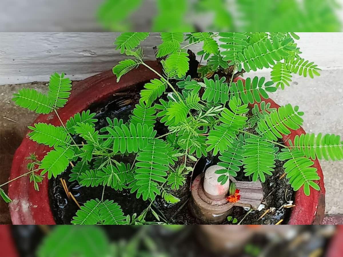 Shami Plant: ઘરમાં આ છોડ લગાવવાથી પ્રસન્ન થાય છે શનિ દેવ, શનિ સંબંધિત કષ્ટથી મળે છે રાહત