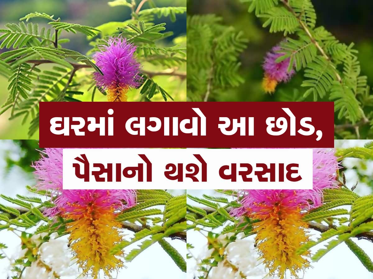 Vastu Tips: 100 સમસ્યાઓનું એક સમાધાન છે આ નાનકડો છોડ, હિંદુ ધર્મમાં આ છોડનું અનોખું છે મહત્વ