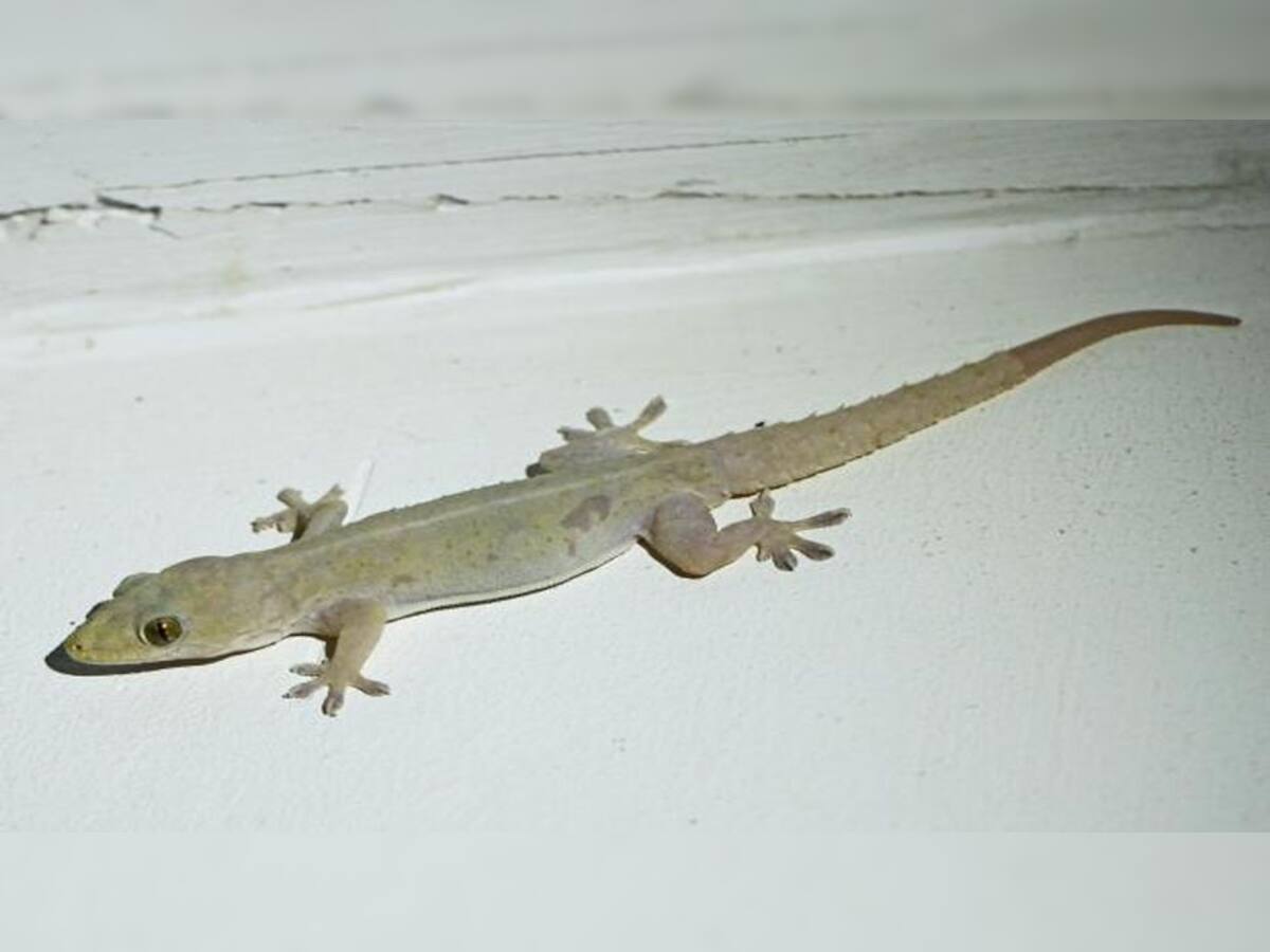 Get Rid of Lizards: ગરોળીઓ ઘરમાંથી થઈ જશે ગાયબ, બસ કરી લો આ એક સરળ કામ 