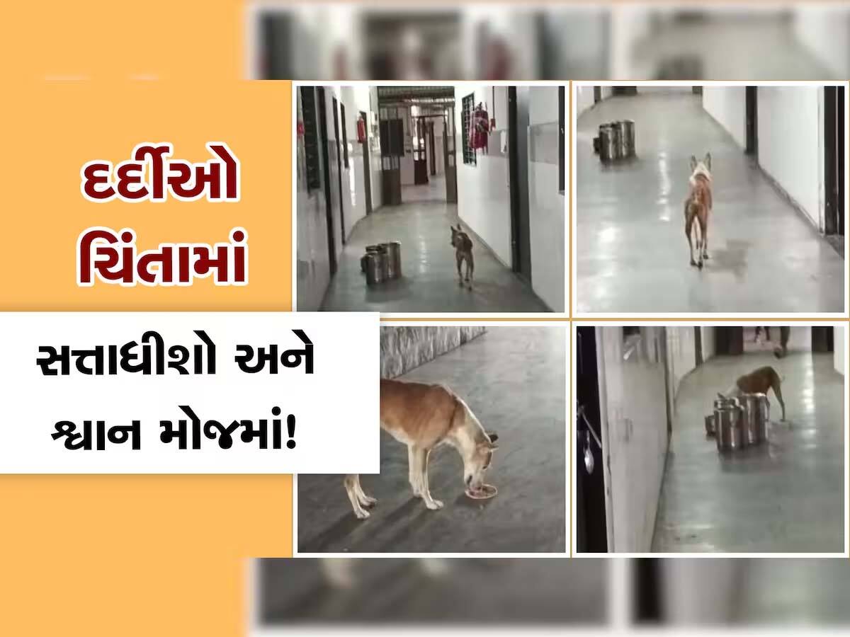 વડોદરાની SSG હોસ્પિટલમાં દર્દીના ભોજનમાં કૂતરાંઓ મોંઢું મારતા દેખાયા, આરોગ્ય મંત્રીએ લીધી ગંભીર નોંધ