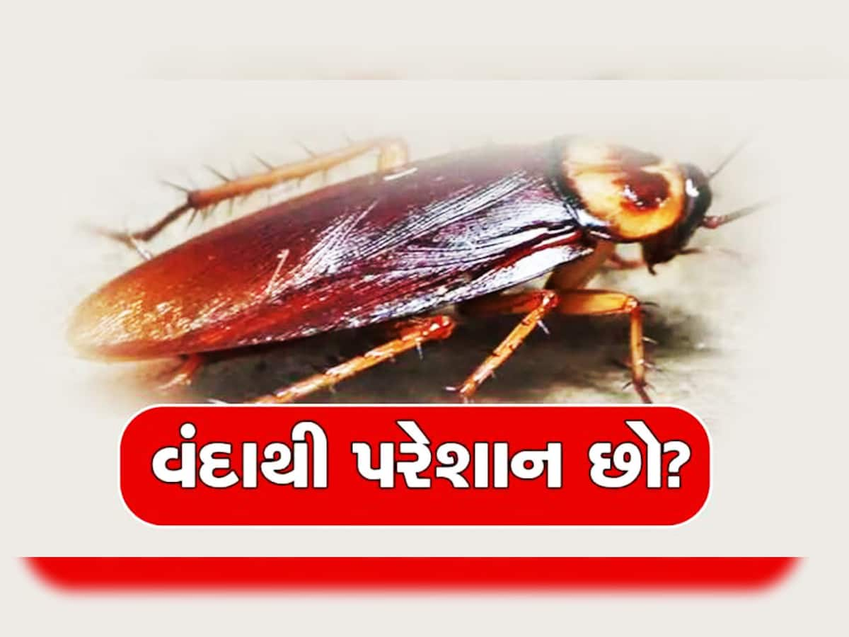 Cockroaches: વધી ગયો છે વંદાનો ત્રાસ? કોઈ સ્પ્રે નથી કરતા કામ? આ રહ્યાં ઢગલો ઉપાય