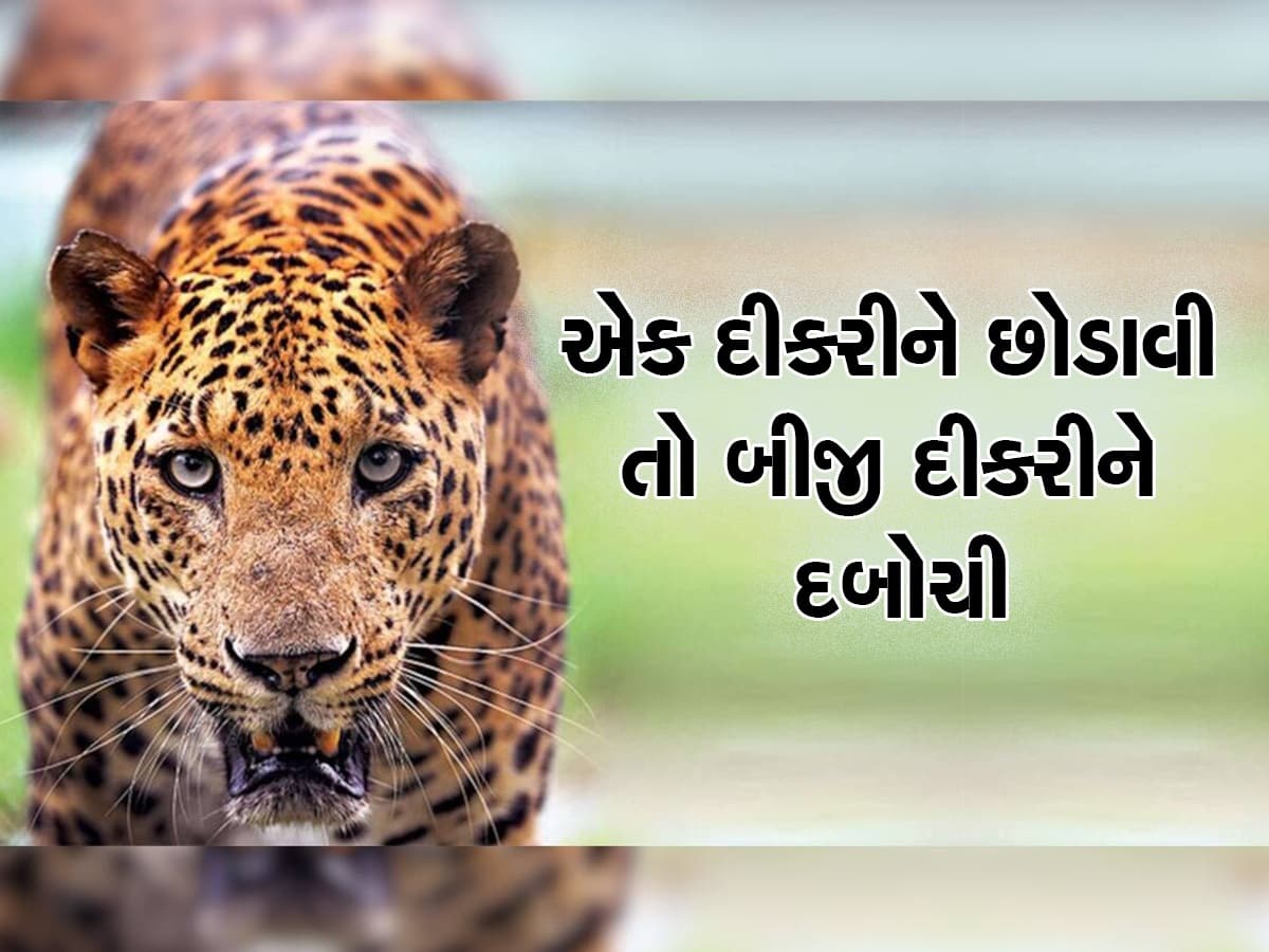 'બહાદુર પિતા' દીકરીઓને બચાવવા માટે પિતાએ દીપડા સાથે ભીડી બાથ, ગુજરાતની છે જબરદસ્ત છે ઘટના