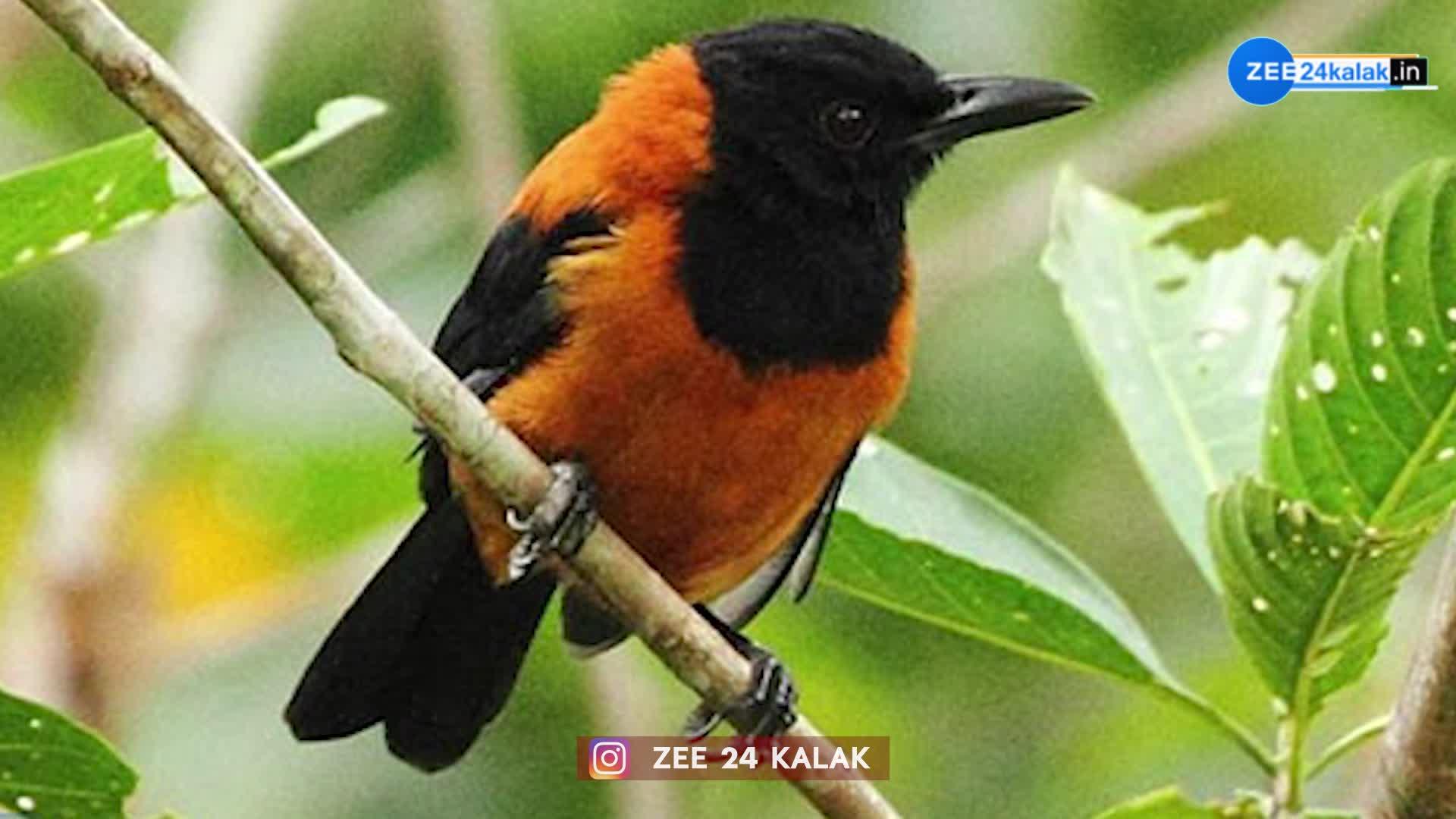 દુનિયાનું એકમાત્ર પક્ષી, જેને અડવાથી થાય છે માણસનું 'મોત'!  