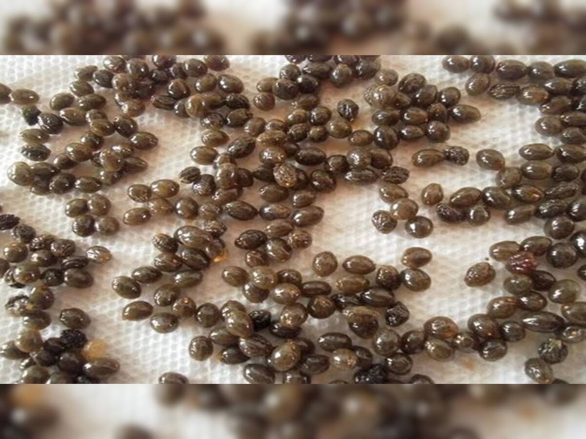 Papaya Seeds: પાકા પપૈયાના બી પણ હોય છે ગુણકારી, તેના ચૂર્ણથી અનેક બીમારી થશે દુર