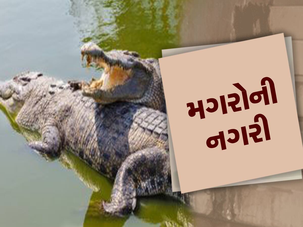 વડોદરા બાદ આ શહેર બન્યું મગરોનું નગર, આંકડો જોઈને કહેશો કે આટલા તો રખડતા શ્વાન પણ નથી શહેરમાં!