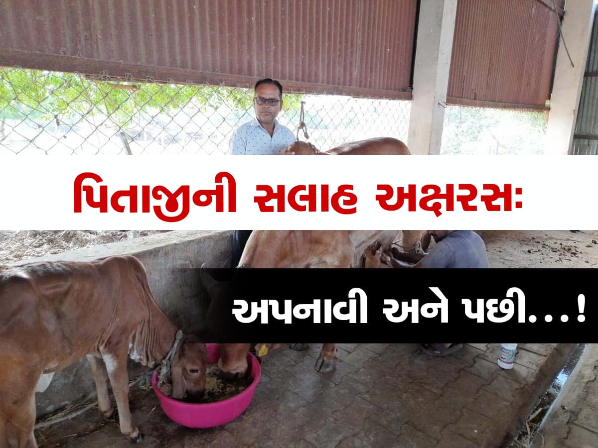 ‘ખુલ્લી ગાયો, બાંધેલુ દૂધ...’ મંત્ર સાથે ગુજરાતના ખેડૂત મહેન્દ્રભાઈ વર્ષે મેળવે છે 25 લાખની આવક