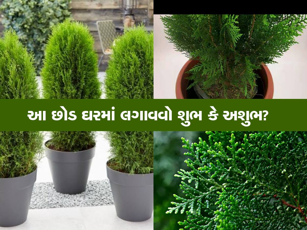 Vastu Plant Tips: મની પ્લાન્ટ કરતા પણ અનેકગણી ઝડપે પૈસા આકર્ષે છે આ છોડ, ક્યારેય ખાલી નહીં થાય તિજોરી!