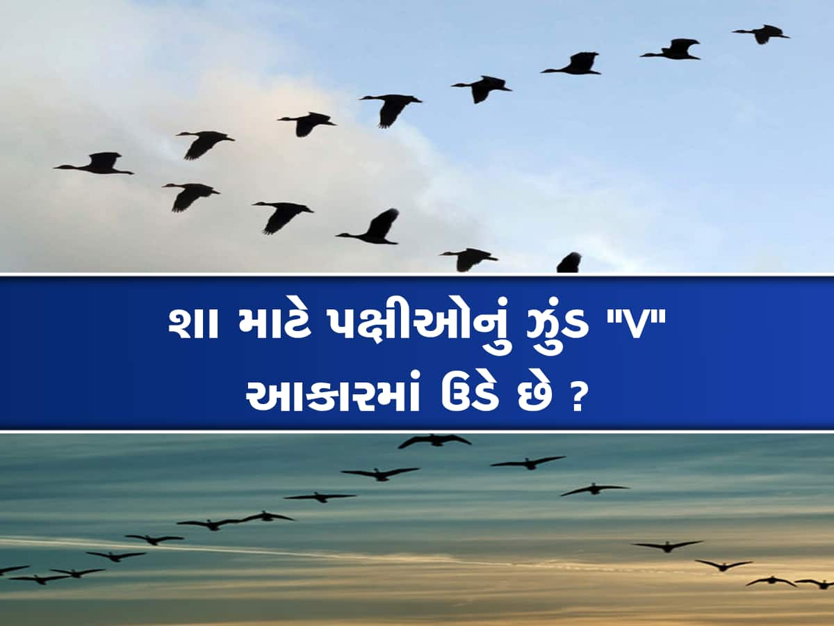 પક્ષીઓના ટોળા 'V' આકારમાં જ કેમ ઉડે છે? ખૂબ જ રસપ્રદ છે તેની પાછળનું કારણ