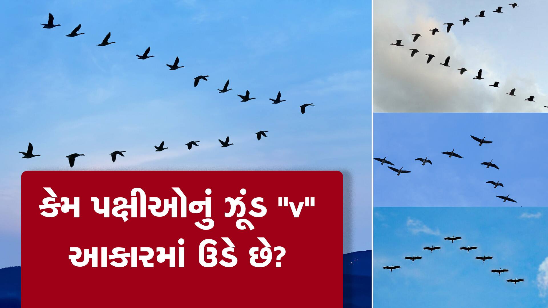 Why do flocks of birds fly in a 'V' shape? Know the reason behind it