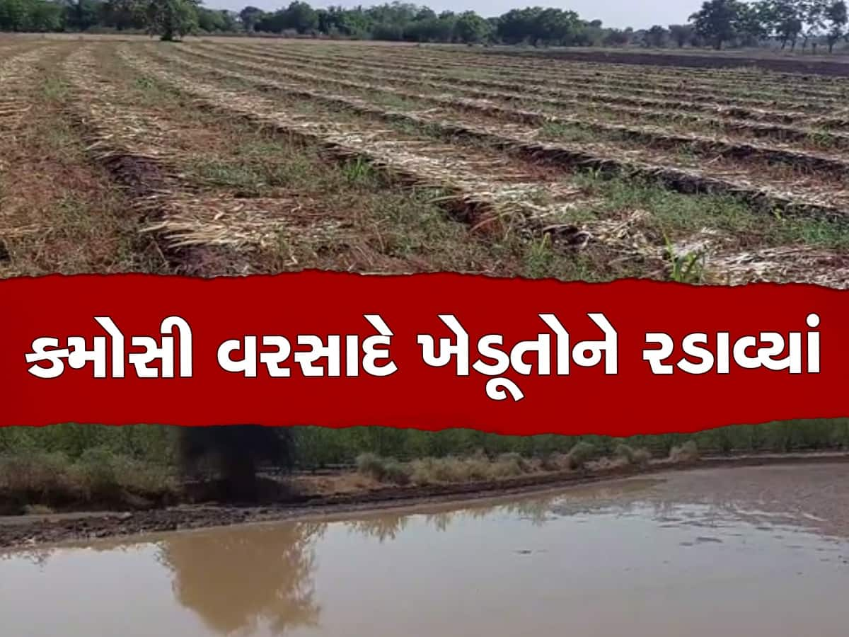 ભાવનગર જિલ્લામાં કમોસમી વરસાદને કારણે ખેડૂતોને નુકસાન, ઉનાળુ પાક ધોવાયો