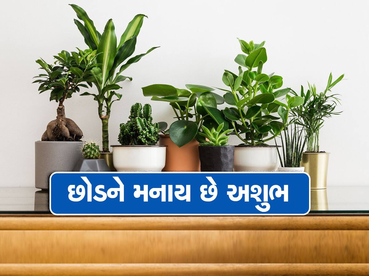 ભૂલથી પણ ઘરમાં ના લગાવો આ છોડ: પરિવારમાં કરાવશે મારામારી અને ઝઘડા, પ્રગતિના દ્વાર થશે બંધ