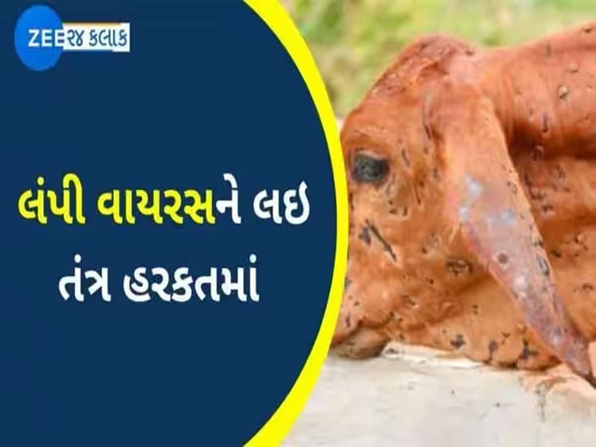 deadly lumpy virus again spread in kutch cows animal producers in tension