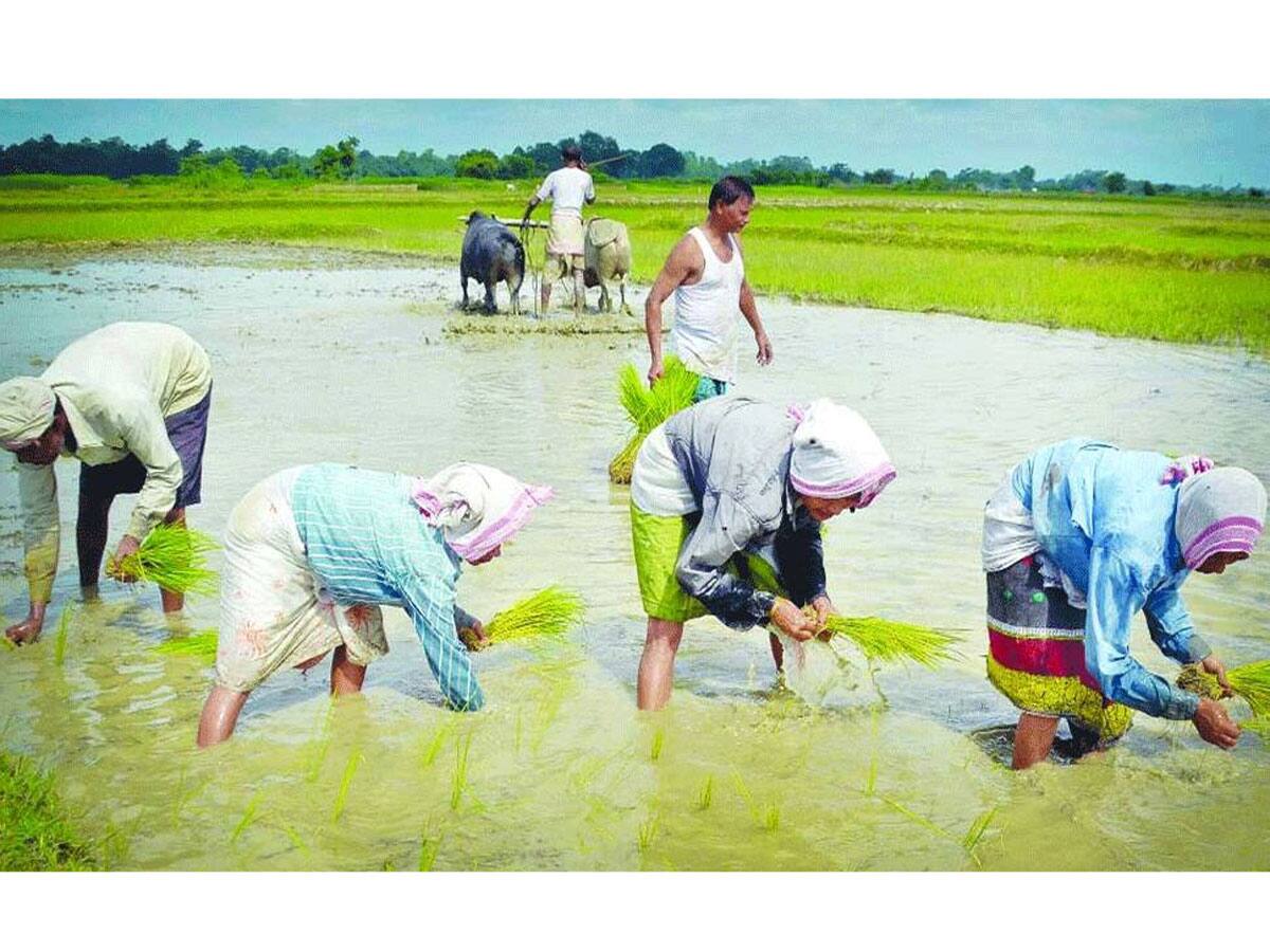 જગન્નાથની રથયાત્રા બાદ કેમ વાવણીમાં નોંધપાત્ર વધારો કરે છે જગતનો તાત? જાણવા જેવી છે વાત