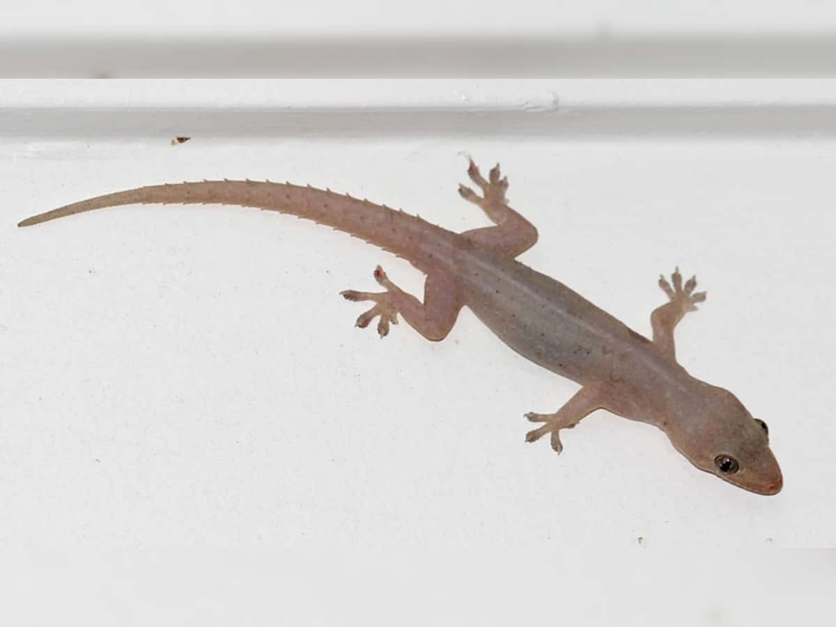 Lizard: હાથ પર અચાનક ગરોળી પડે તો થાય છે લાભ, જાણો અંગ પર ગરોળી પડવાના શુભ-અશુભ સંકેત