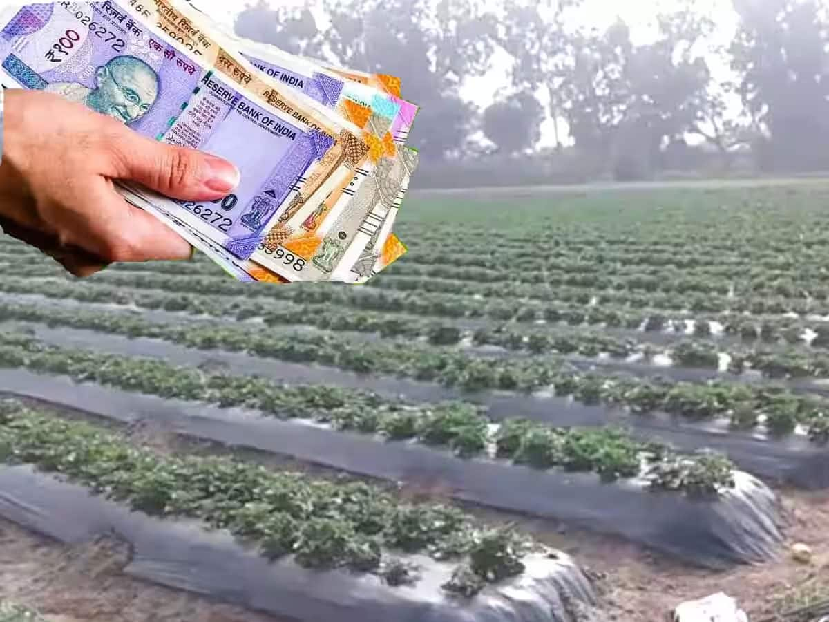 Agriculture: મલ્ચિંગ ટેક્નોલોજી વિશે ખાસ જાણો...જે ખેડૂતની કમાણી બમણી કરી નાખે છે