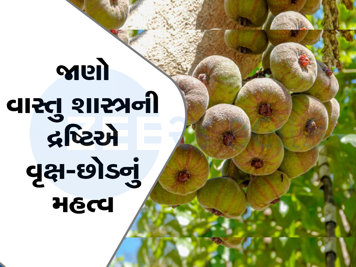 Vastu Tips: શ્રાવણ મહિનામાં રોપો આ છોડ, ખૂલી જશે બંધ કિસ્મતના દ્વાર, થશે ફાયદો જ ફાયદો