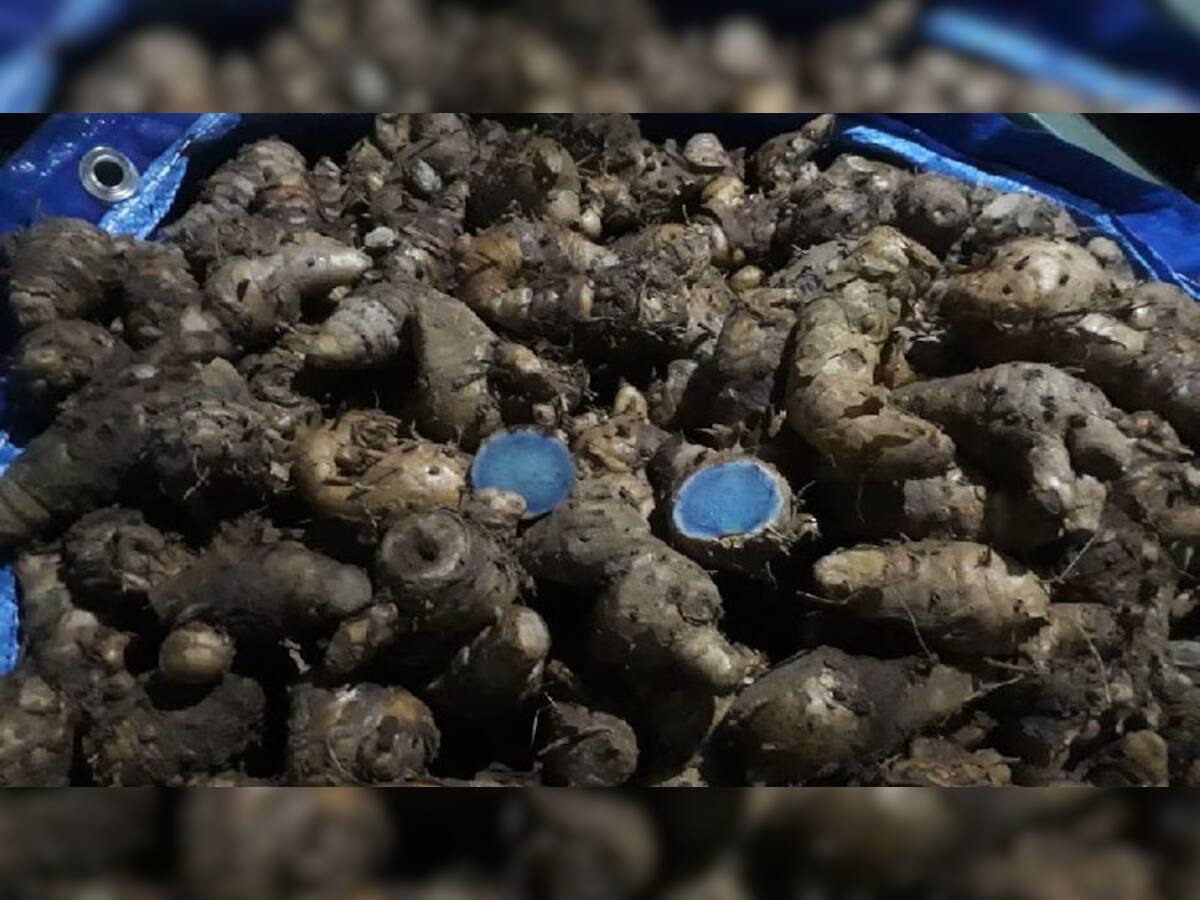 Black Turmeric: પીળી જ નહીં કાળી હળદર પણ છે સ્વાસ્થ માટે વરદાન, આ બીમારીઓમાં દવા જેવું કરે છે કામ