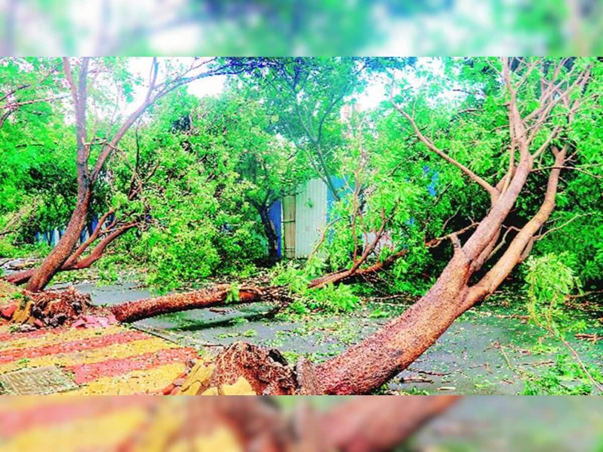 Cyclone Biparjoy: રાજકોટમાં બિપરજોય વાવાઝોડાની અસર શરુ, વરસાદ સાથે ભારે પવન ફુંકાતા અનેક વૃશ્રો ધરાશાયી