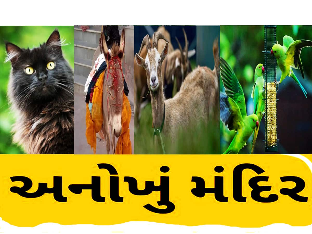 આ મંદિરોમાં કૂતરા, બિલાડા, ગધેડા અને ઘુવડની થાય છે પૂજા! એકવાર જરૂર લેજો મુલાકાત