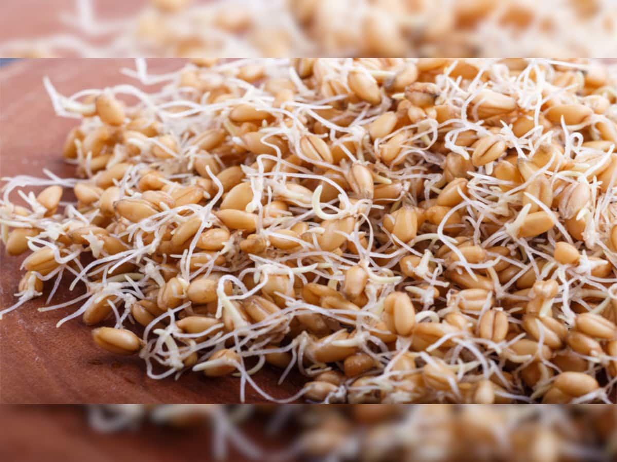 Sprouted Wheat: માત્ર ફણગાવેલા કઠોળ જ નહીં ફણગાવેલા ઘઉં પણ સ્વાસ્થ્ય માટે છે ગુણકારી, આ રીતે ડાયટમાં કરો સામેલ