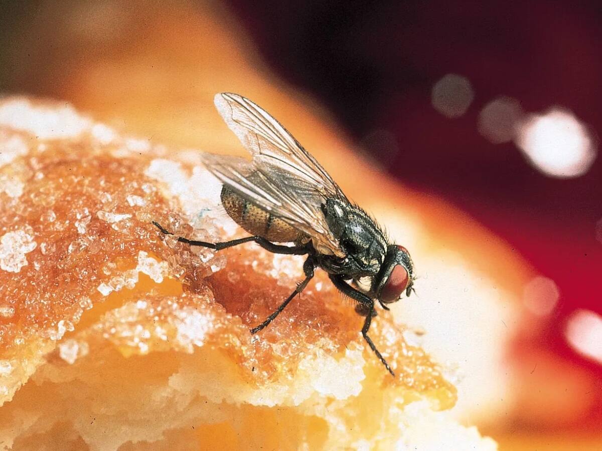 Houseflies Problem: માખીના ત્રાસથી પરેશાન છો? તો આ ખાસ નુસખા અપનાવી મેળવો છુટકારો