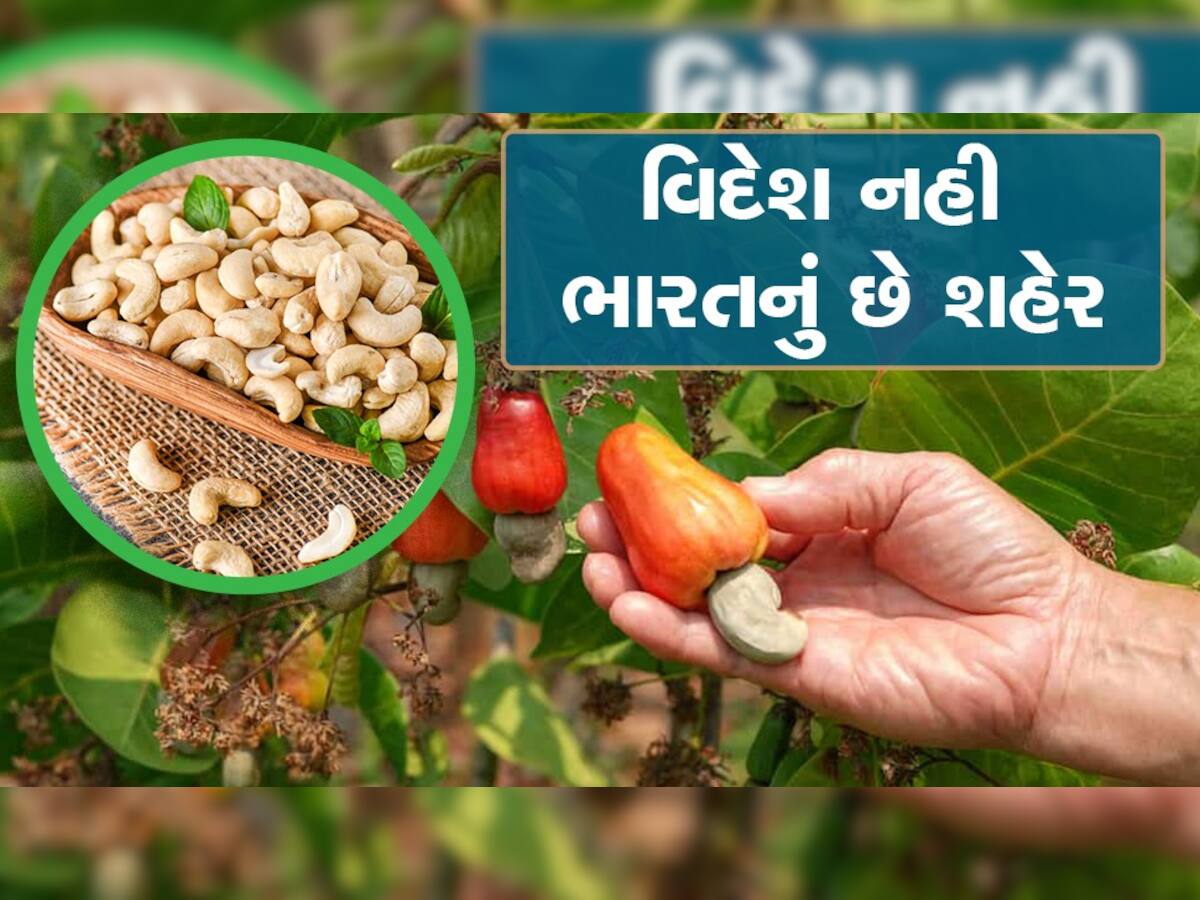 બટેટા- ડુંગળીના ભાવે અહીં મળે છે કાજુ, ભાવ એટલો કે તમે છોકરાઓ માટે કબાટો ભરશો