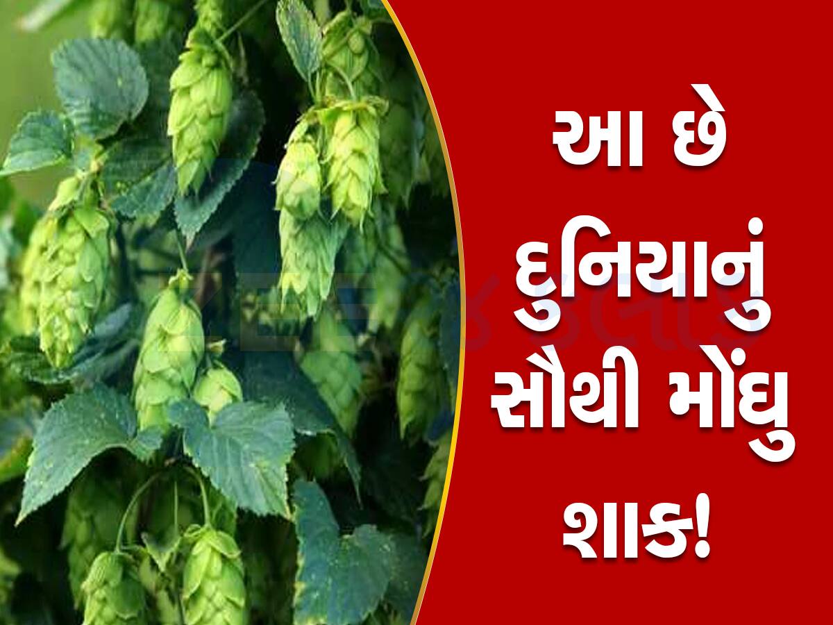 Hop Shoots: વિશ્વનું સૌથી મોંઘું શાક, કેન્સરથી બચવામાં પણ છે મદદરૂપ, કિંમત જાણીને તમે પણ ચોંકી જશો!