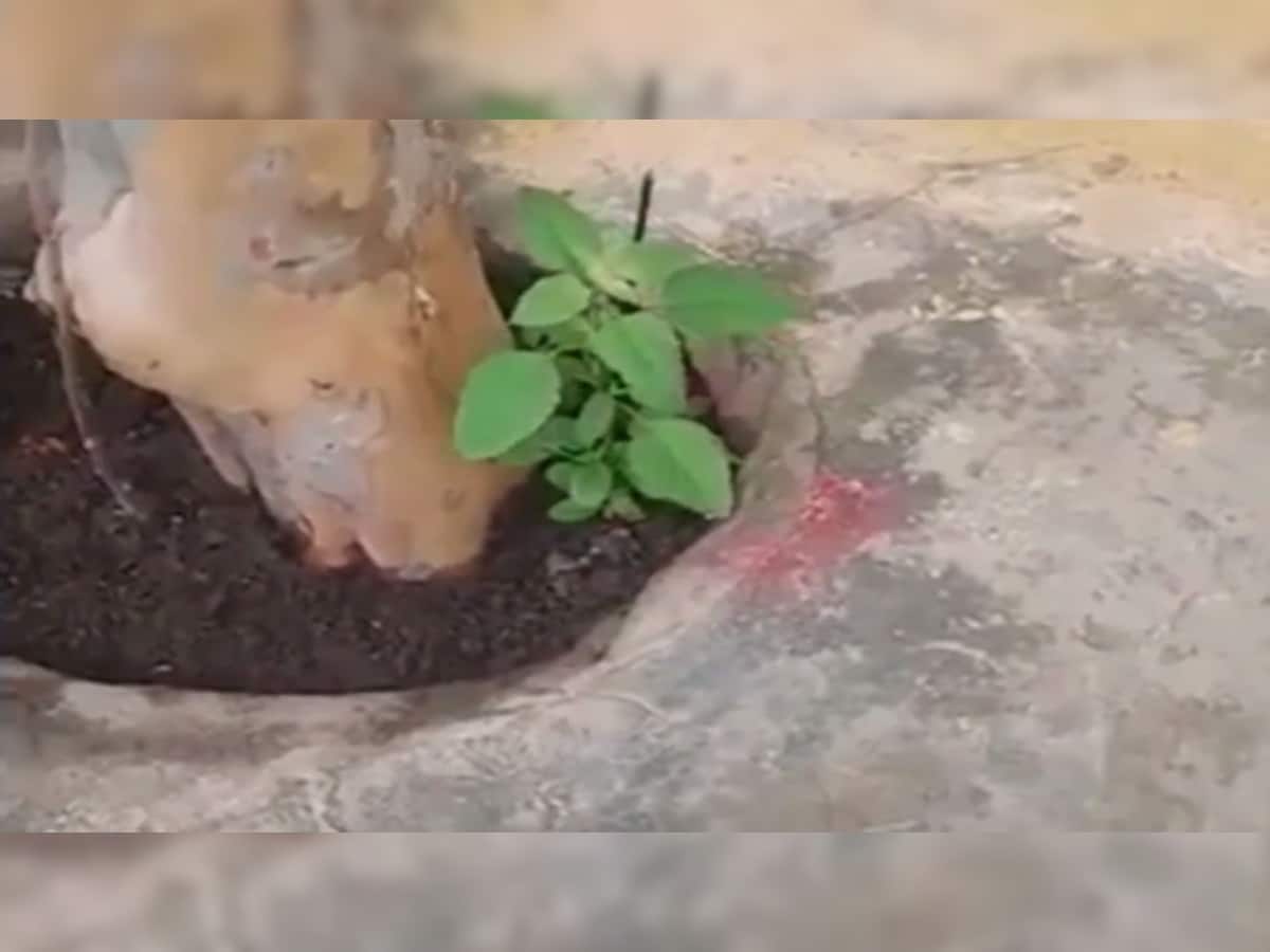 Viral Video: ઝાડ પાસે ઉગેલો તુલસીનો છોડ અચાનક કરે છે નૃત્ય, આ Video જોઈ તમે પણ દંગ રહી જશો