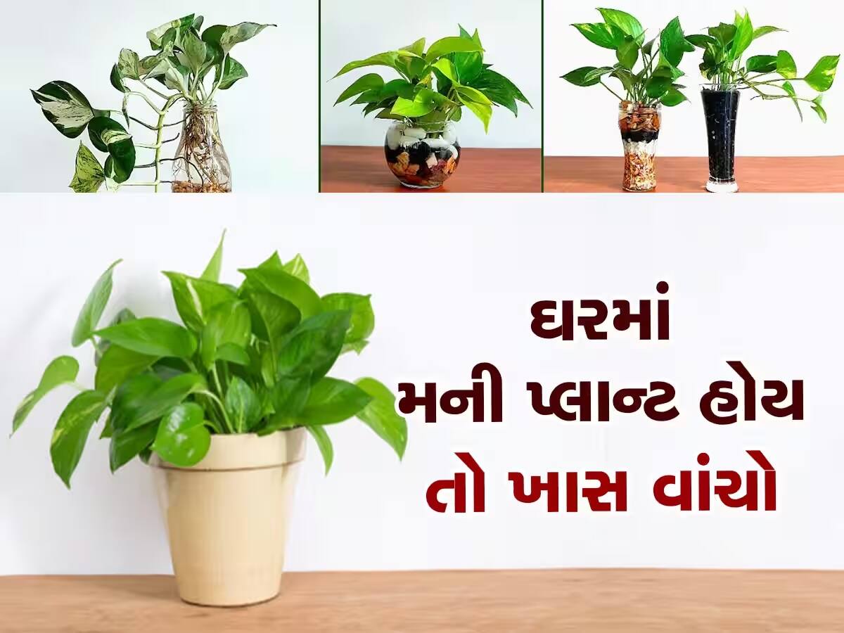 Money Plant લગાવતા પહેલા અજમાવો આ ટ્રિક, તમારું ઘર બની જશે 'મેગ્નેટ', ચારે બાજુથી થશે ધનનો વરસાદ!