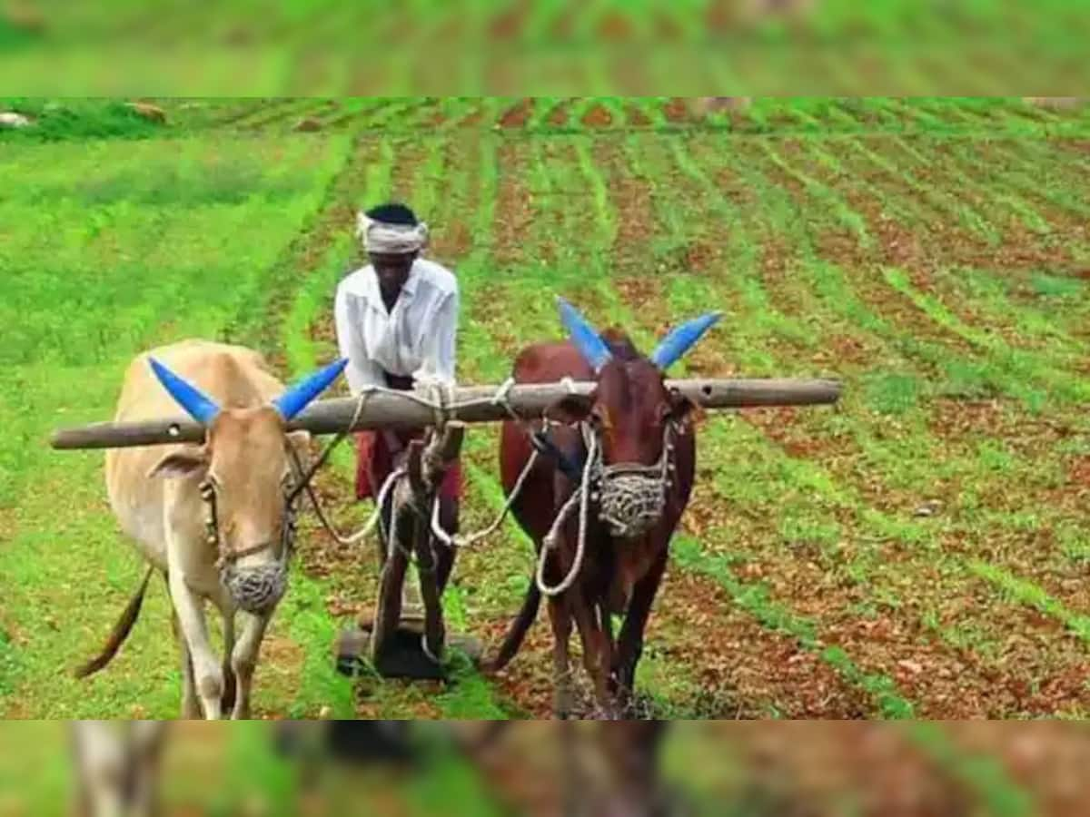 Gujarat Monsoon: સાર્વત્રિક વરસાદથી ખેડૂતો આનંદિત થઈ ગયા, ખરીફ પાકના વાવેતરની તૈયારી શરૂ કરી