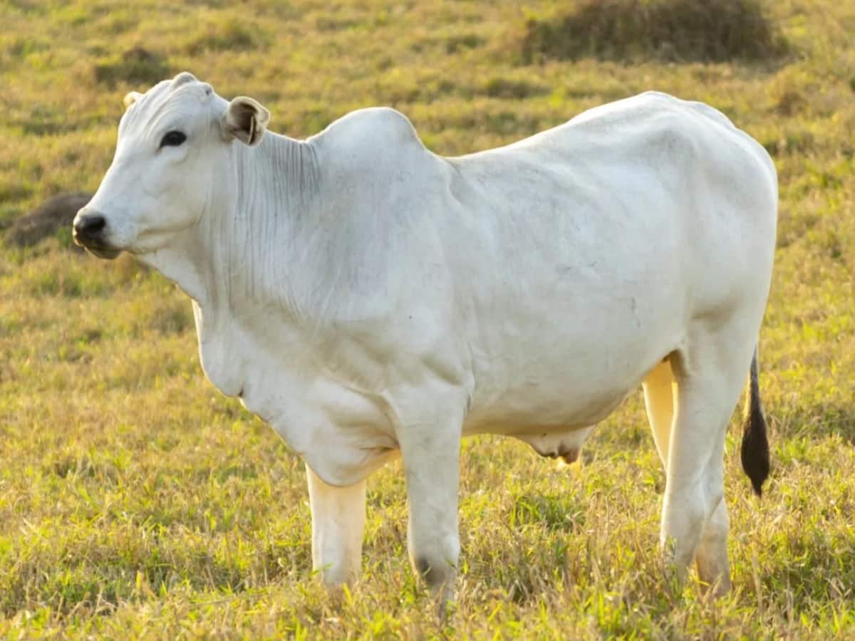 World's Most Expensive Cow: વિશ્વની સૌથી મોંઘી ગાય, ચોંકાવનારી છે કિંમત; ભારત સાથે છે ખાસ કનેક્શન