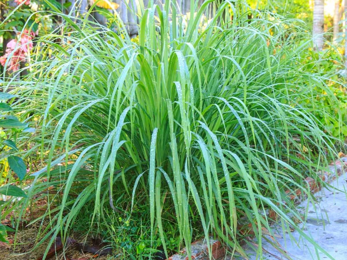 Mosquito Repellent Plants ચોમાસામાં મચ્છરોથી છુટકારો મેળવવો હોય તો