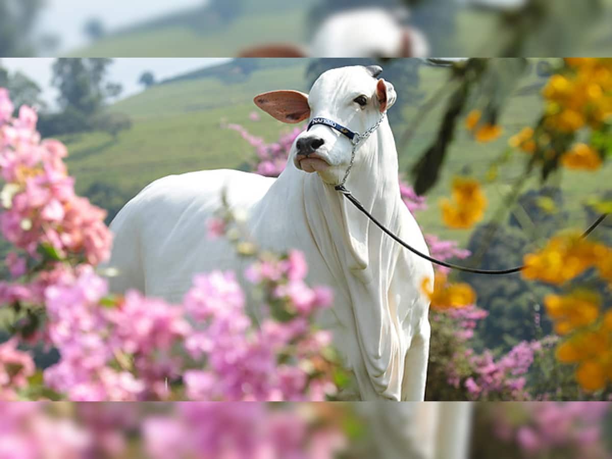 Most Expensive Cow: આ છે દુનિયાની સૌથી મોંઘી ગાય, ભારતના આ રાજ્ય સાથે છે ખાસ કનેકશન