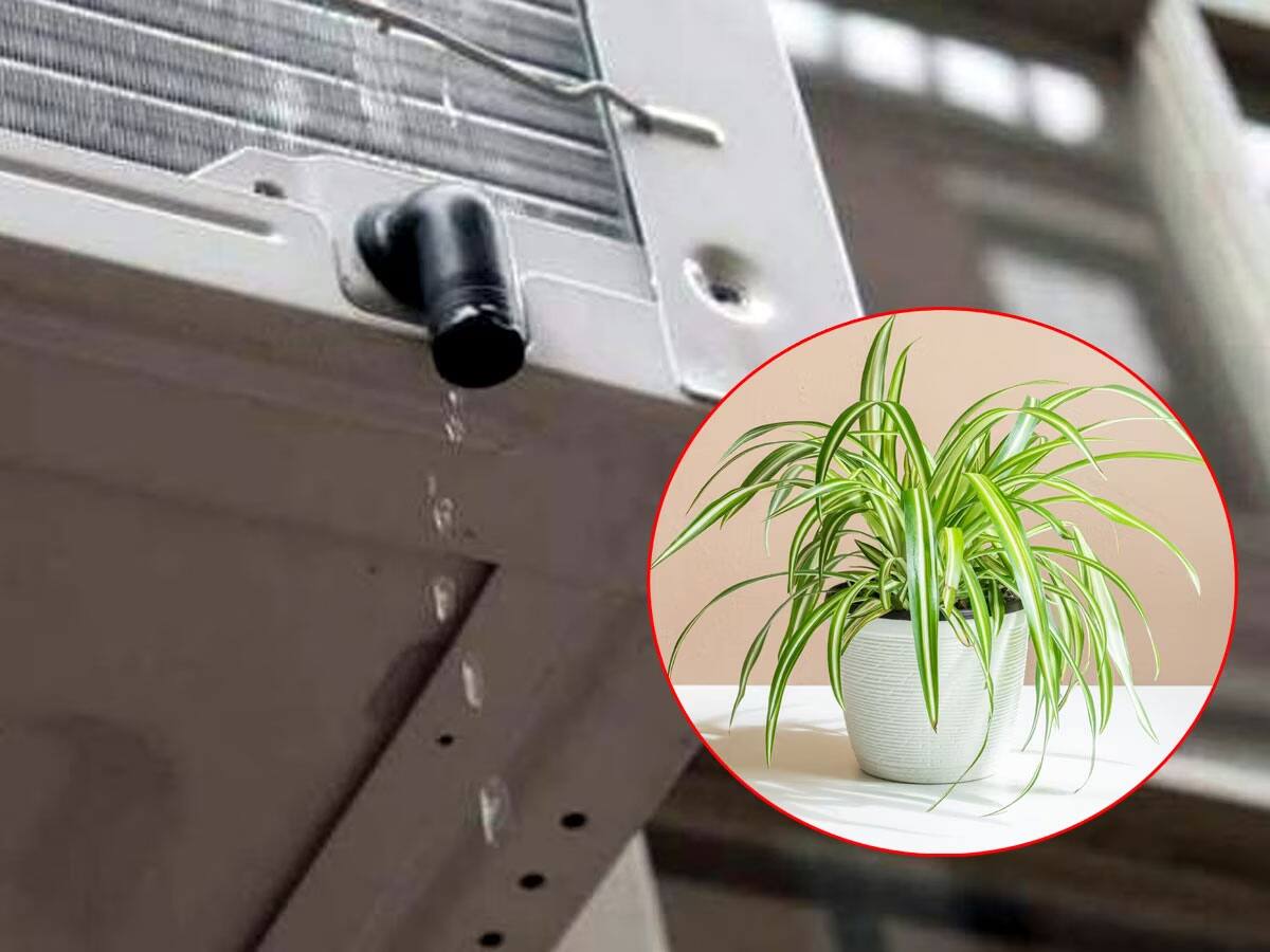 શું તમે પણ AC નું પાણી છોડમાં નાંખો છો? એકવાર જરૂર જાણી લેજો આ માહિતી