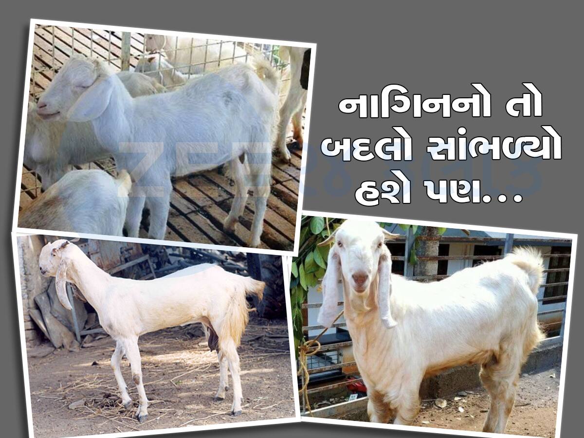 બકરી ઈદે મર્યા પછી પણ બકરાએ બલિ ચઢાવનાર સામે લીધો બદલો, મોતને ઘાટ ઉતાર્યા