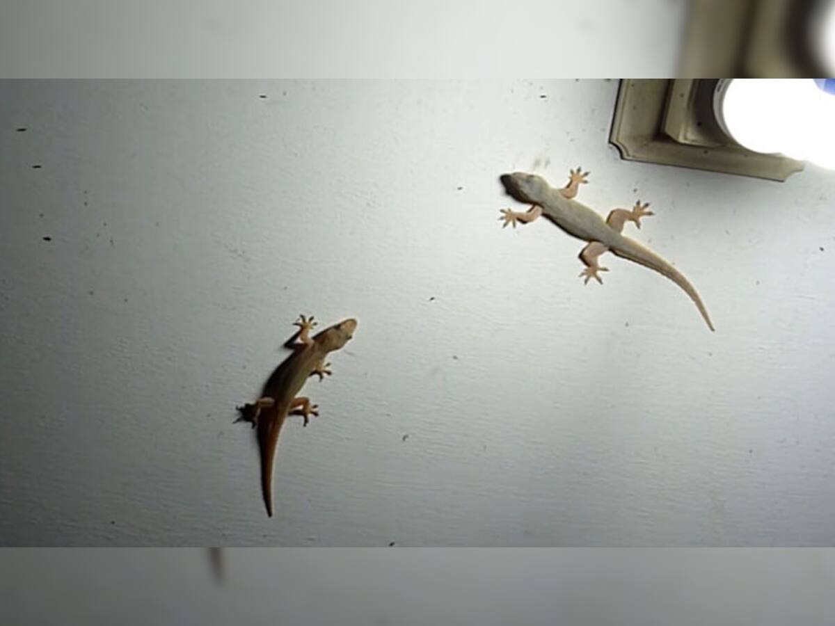 Lizards: ગરોળીને ભગાડવા ઝાડૂ લઈને નહીં દોડવું પડે, આ એક કામ કરી લેશો તો ગરોળી જાતે જ ભાગી જશે ઘરમાંથી