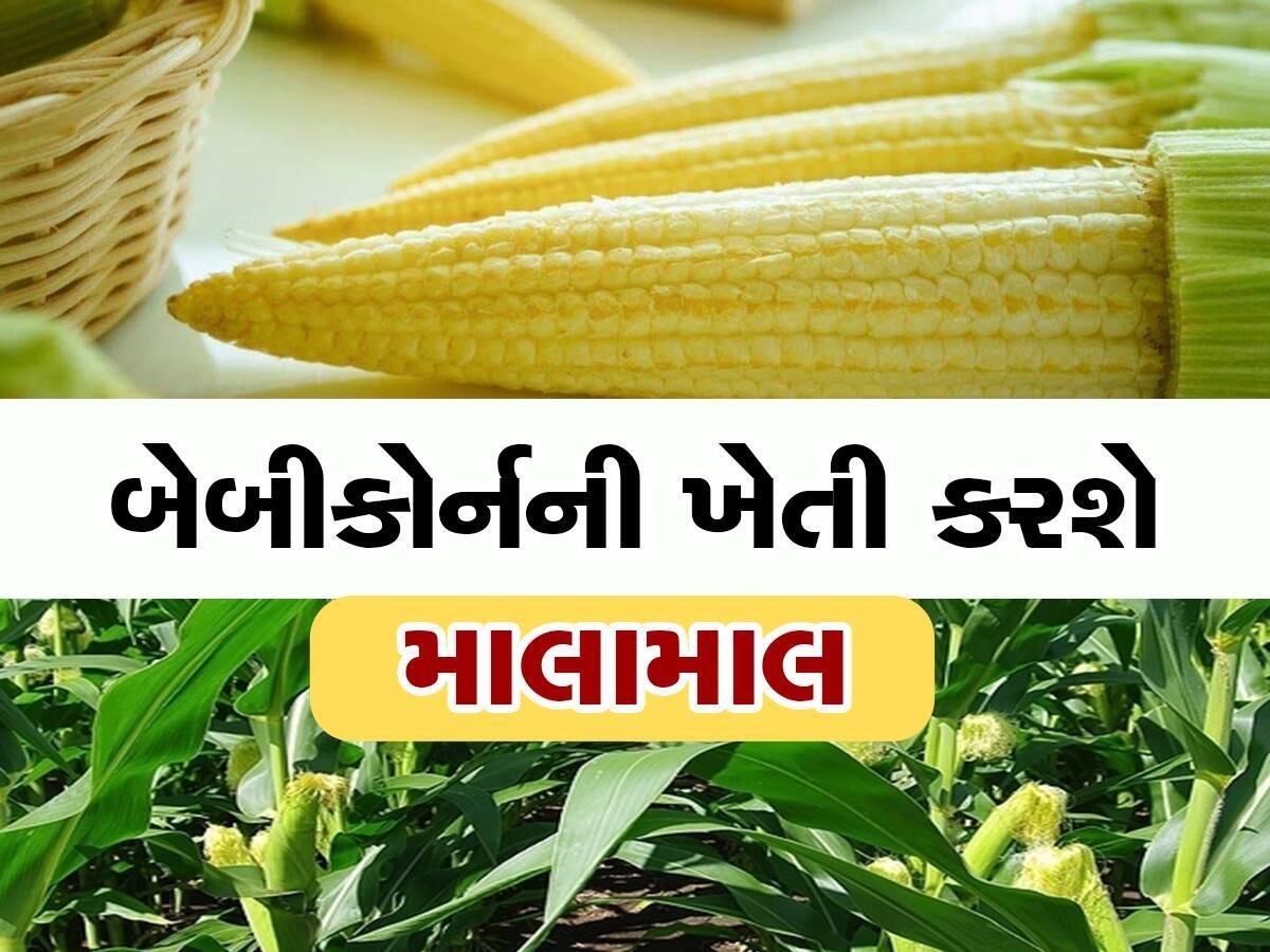 Baby Corn ફાર્મિંગથી થશે 3-4 ગણો નફો, છપ્પરફાડ કમાણી કરાવશે આ બિઝનેસ આઈડિયા 