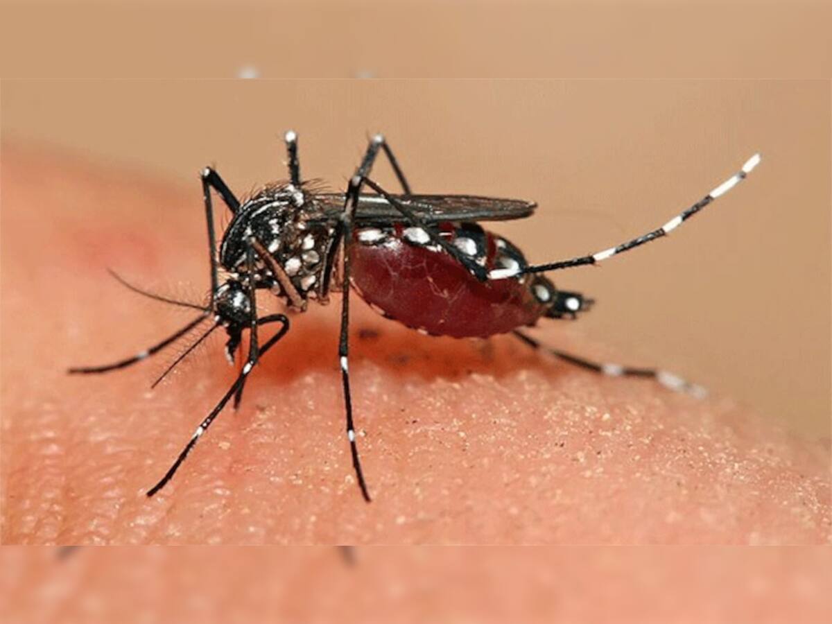 Dengue Fever: ડેન્ગ્યુ થયા બાદ ઝડપથી ઘટતા બ્લડ કાઉન્ટને વધારે છે આ 2 છોડનો રસ, બીમારીમાં મળે છે રાહત